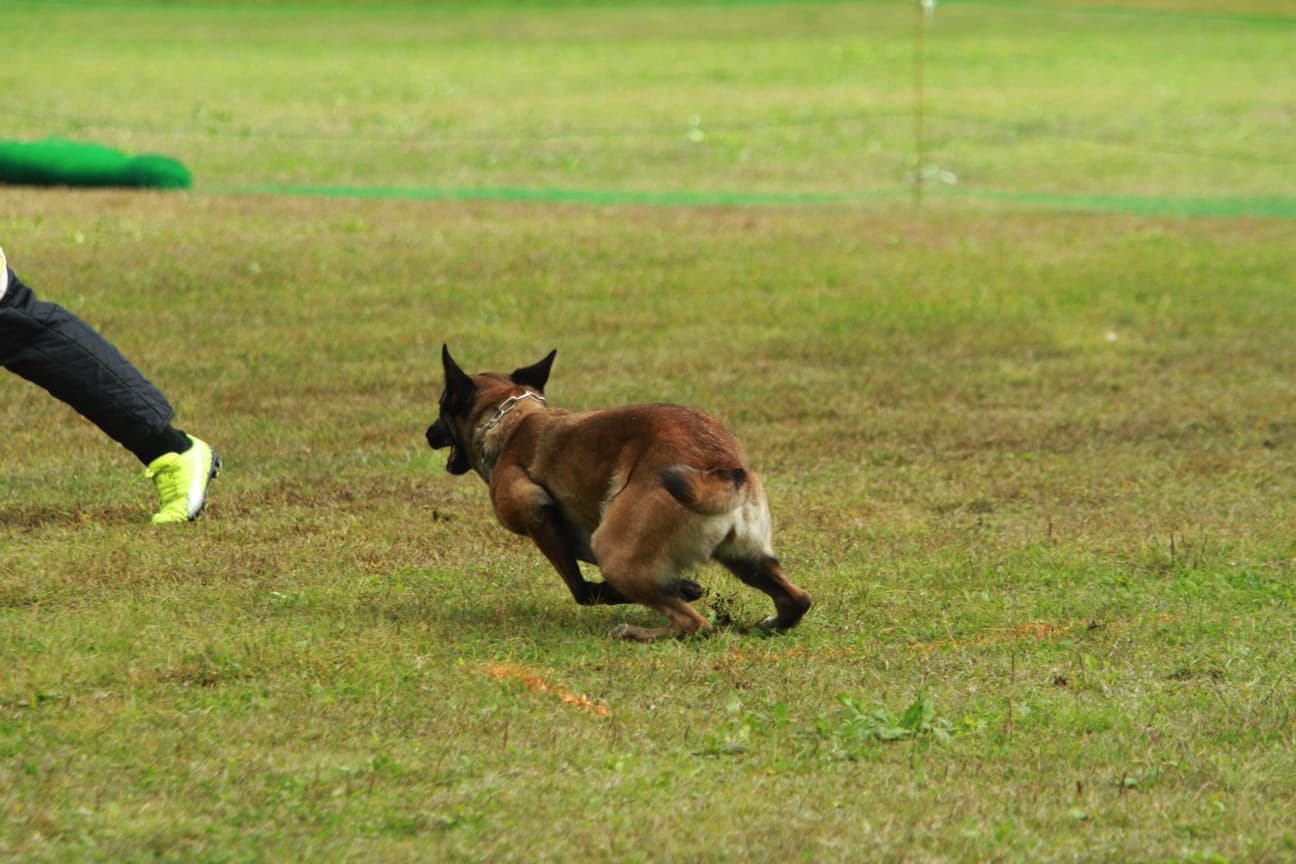 京町堀動物病院
