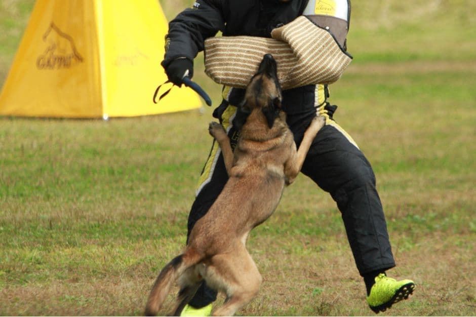 京町堀動物病院